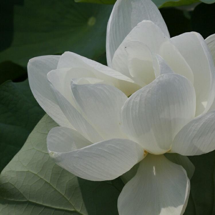 菱川直树 - 日剧双语字幕在线观看 - 电脑观看